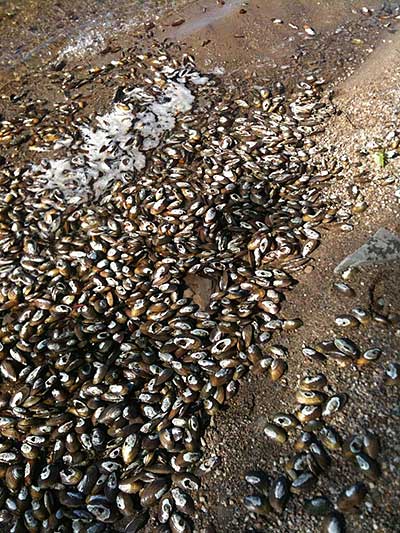 A shellfish kill on Assawompsett Pond