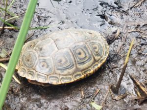 terrapin (turtle)