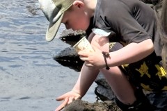 seeding-shad-into-Taunton-River-Taunton-River-Festival-June-14-2026-Copy-2-Copy