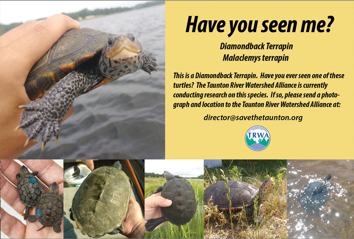 terrapins and turtles the difference