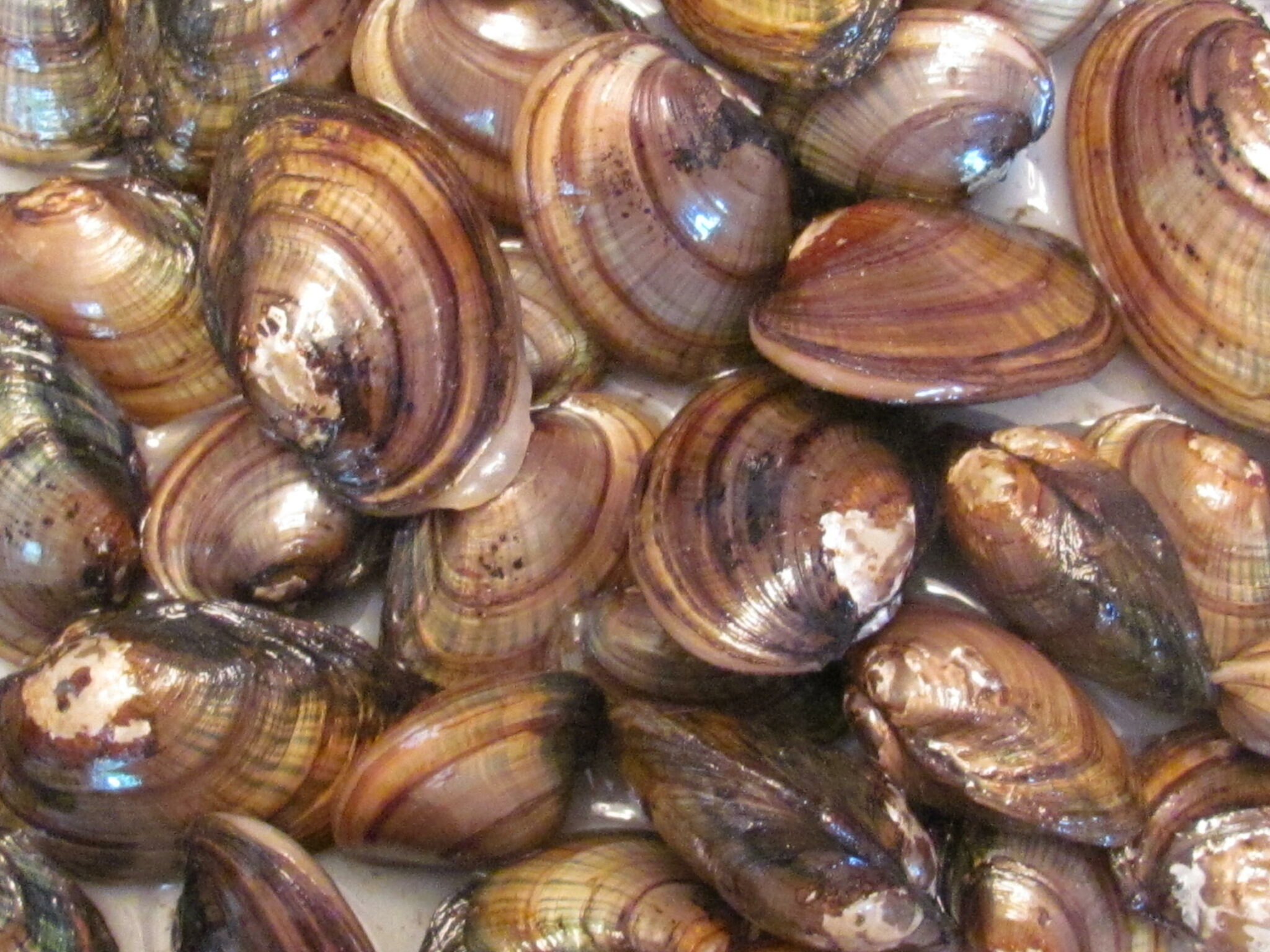 America’s Most Endangered Group of Organisms Fresh Water Mussels