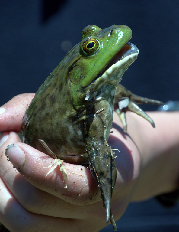 Frogs of Massachusetts with Brian Bastarache Taunton River Watershed