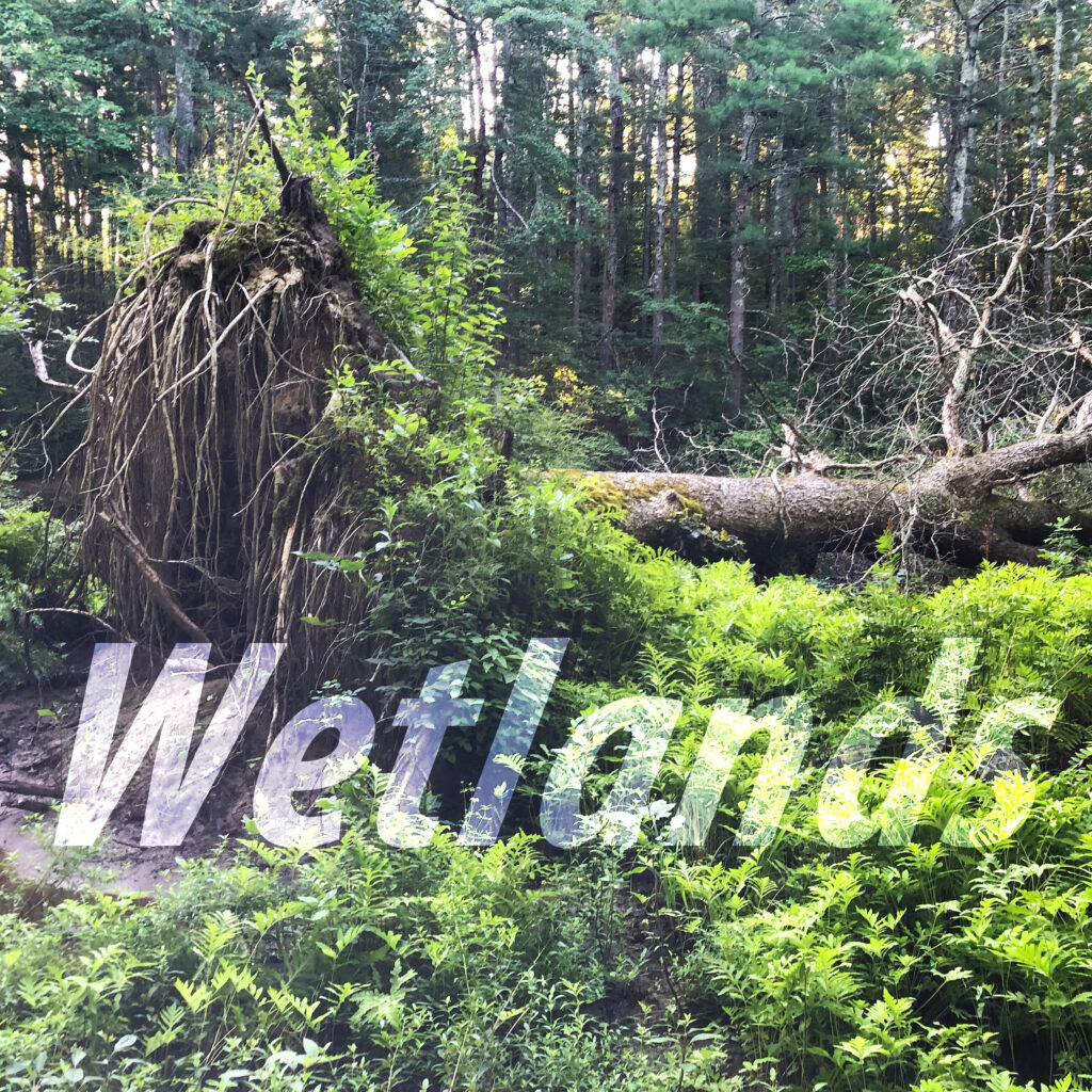 World wetlands day feb 2nd taunton river watershed alliance