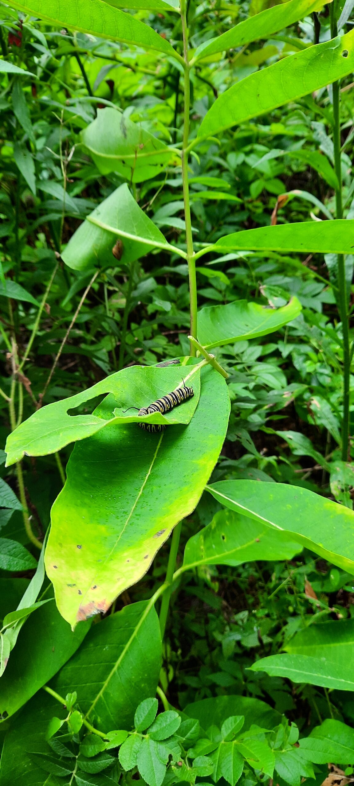 Monarchs and Milkweed Part 2 Taunton River Watershed Alliance