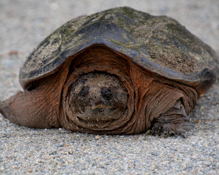 Turtles Of Massachusetts – Taunton River Watershed Alliance