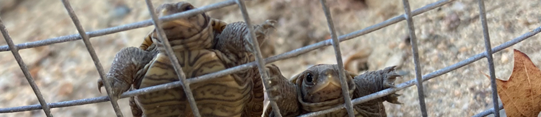 Diamondback Terrapin Population Study & Nest Protection